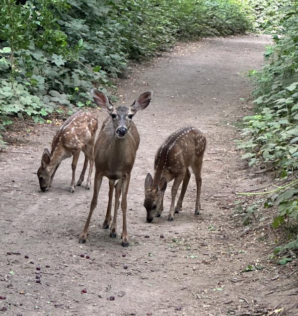 /Images/uploads/Sonoma County Regional Parks Foundation/springlake50/entries/29197.jpg